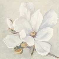 Serene Magnolia Fine Art Print