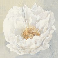 Serene Peony Fine Art Print