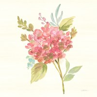 Petals and Blossoms VII Framed Print
