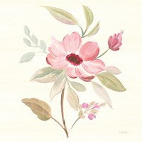 Petals and Blossoms VI Framed Print