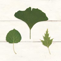 Leaf Chart IV Shiplap Fine Art Print