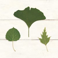 Leaf Chart IV Shiplap Framed Print