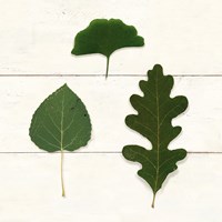 Leaf Chart III Shiplap Framed Print