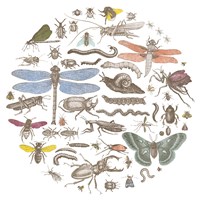 Insect Circle I Bright Fine Art Print
