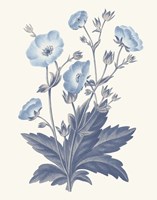 Blue Botanical VI Framed Print