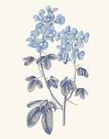 Blue Botanical III Framed Print