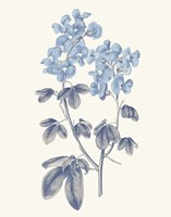 Blue Botanical III Fine Art Print