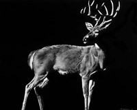 The Prize Fine Art Print