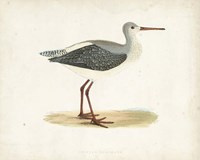 Sandpiper I Fine Art Print