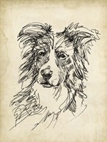 Breed Studies V Fine Art Print