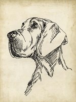 Breed Studies VI Framed Print