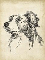 Breed Studies IX Fine Art Print