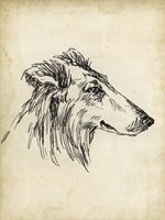 Breed Studies XII Framed Print