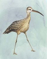 Watercolor Beach Bird II Framed Print