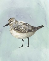 Watercolor Beach Bird V Framed Print