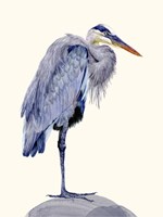 Heron Study II Fine Art Print