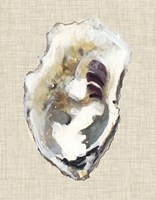 Oyster Shell Study I Fine Art Print