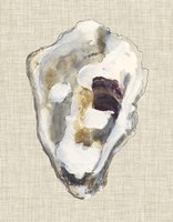 Oyster Shell Study II Framed Print