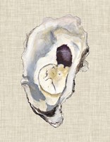 Oyster Shell Study IV Framed Print