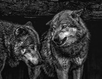 Wolfpack Black & White Fine Art Print