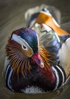 The Manderin Fine Art Print