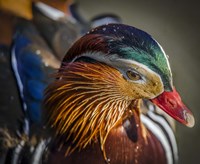 The Manderin 2 Fine Art Print