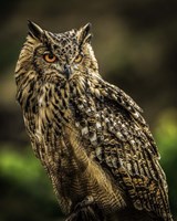 Wise Owl 2 Fine Art Print