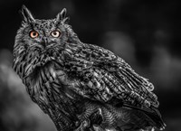 Wise Owl 3 Black & White Fine Art Print