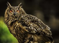 Wise Owl 3 Fine Art Print