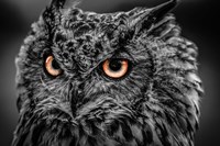 Wise Owl 5 Black & White Fine Art Print