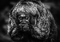 Little Monkey Black & White Fine Art Print