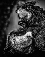 Little Cute Monkeys Black & White Fine Art Print