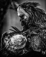 Little Cute Monkeys 2 Black & White Fine Art Print