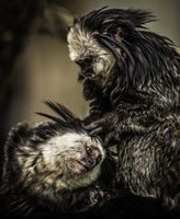 Little Cute Monkeys 2 Fine Art Print