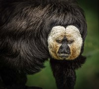 Little Monkey Fine Art Print