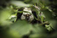 Little Monkey hiding Fine Art Print