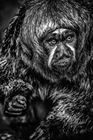 Little Monkey 3 Black & White Fine Art Print