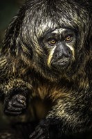 Little Monkey 3 Fine Art Print