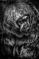 Little Monkey 4 Black & White Fine Art Print