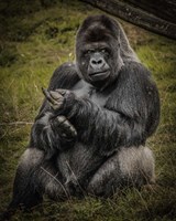 The Male Gorilla Black Fine Art Print