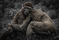 Gorillas 2 Fine Art Print