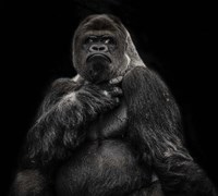 The Male Gorilla 2 Black Fine Art Print