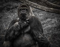 The Male Gorilla 2 Black Fine Art Print