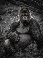The Male Gorilla 3 Fine Art Print
