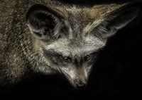 Cute Fox with Big Ears Fine Art Print