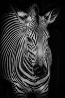 Zebra 3 Black & White Fine Art Print
