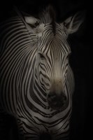 Zebra 3 Fine Art Print