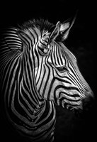 Zebra 4 Black & White Fine Art Print