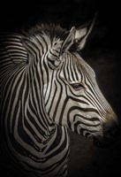 Zebra 4 Fine Art Print