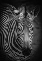 Zebra 5 Black & White Fine Art Print